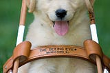 Picture of a golden retriever puppy sitting with its head sticking through a Seeing Eye harness.
