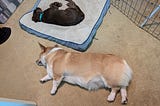 A Corgi and a mixed breed puppy asleep on the floor