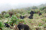 Protecting mountain gorillas