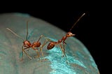 Ants Show Incredible Ability to Detect Cancer with Sense of Smell