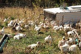 Were We the Jane Goodalls of Chickens?