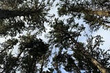 the secrets of trees