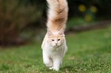 Why Do Cats Shake Their Tails: Exploring the Fascinating Feline Behavior