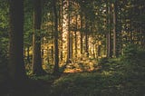 Delusional Yet Creative Beings Searching for Meaning on the Path to Disaster