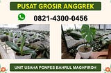 jual tanaman anggrek Batu