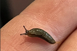 Avenger of The Slugs