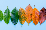Progression of leaves from green to red