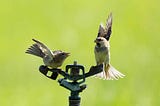 Bird Reviews of your Lawn Sprinkler