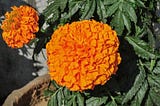 Two bright orange Marigolds surrounded by dark green leaves. The one on the left is smaller then the big one in the center