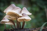 Microdosing, Menopause, and Me.