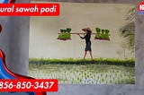 Mural padi sawah