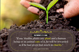 PLANTATION_MEGA PROJECT_PHASE_01