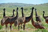 The Great Emu War of 1932