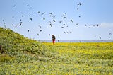 Joy And Sorrow At Midway Atoll