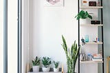 Houseplants 101: for those who’ve never touched a plant