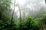 A mist-shrouded tropical forest.