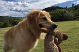 beautiful golden retriever holding toy in mouth