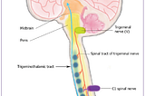 Trigeminal Neuralgia & The Neck