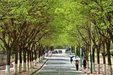 How to replace urban trees