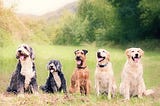 Why I Won't Get A Second Dog.