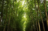 Climate investing: where should the money be going?