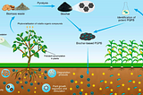 Harnessing Plant-Microbe Interactions for Soil Remediation: A Green Approach to Environmental…