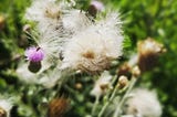 A close-up photo of soft, fluffy white weeds blooming with teeny, purple flowers in a field