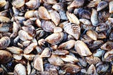 The Global Spread and Prevention of Zebra Mussels and Other Aquatic Invasive Species