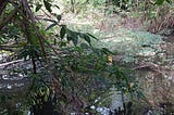 去植物園