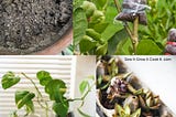 Read my complete guide to perennial propagation.
