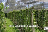 Vanilla in Madagascar