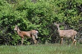 A Deer Crisis in the Hudson Valley