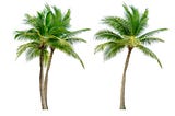 The Coconut Palm Tree: A Compact Tropical Marvel (Height: 2m-2.5m)