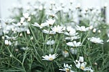 A field of white daisy flowers in bloom.