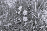 Spring’s Dichotomy