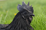 Ayam Cemani: Unveiling the Enigma of Exotic Chicken Breed.