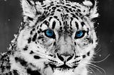 snowleopard governance token