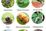 THE TOP 7 GARDEN PESTS — WHAT WORKED + DIDN’T