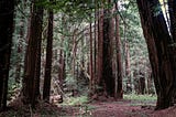 Taking a tripod to Muir Woods