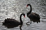 Black Swans are laying eggs in Devon. March 2016…