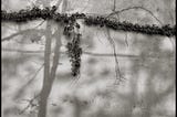 Long thin vine stretches across a tree shadowed wall.