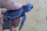 Swimming with Million years old species!