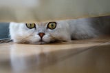 white Persian cat with big yellow eyes lying on hardwood floor, looking under bed