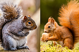 The Different Species of Squirrels: An Overview