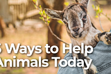 5 Ways We Help Animals in Our Community