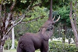 Memoirs of a Rig pig 8: Drums, elephants and the Rig-pig