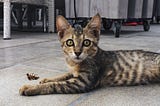 Young tiger-striped cat looking surprised while lying on a tile floor next to a dead cockroach.