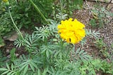 Bright yellow marigold blooming in the garden