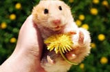 Discovering Hamster Delights: Sharing the Blooms of Calendula