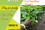 #fruittreenursery #qualityseedlings +256756617920